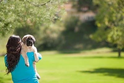 Rain Mastiffs - California, USA